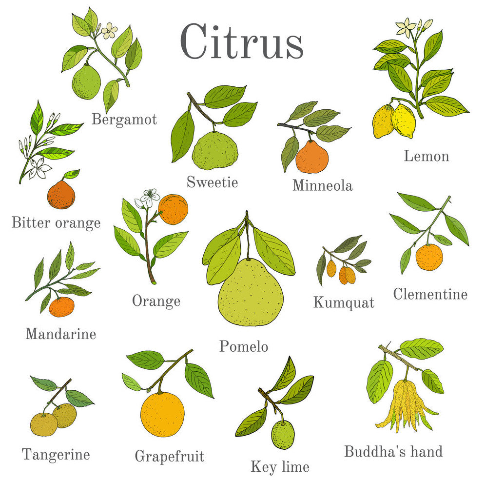 Winter Citrus Guide - Get the most tang for your buck!