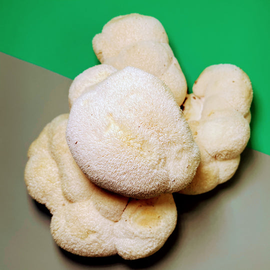 Lion's Mane Mushrooms - Local - 1/3 LB